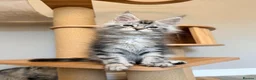 Maine Coon cats for sale: XL MAINE COON EUROPEAN LINES! Ready now!  - Advert 14