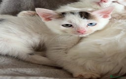 Mixed Breed cats for sale: 2 female kittens for sale  - Image 4