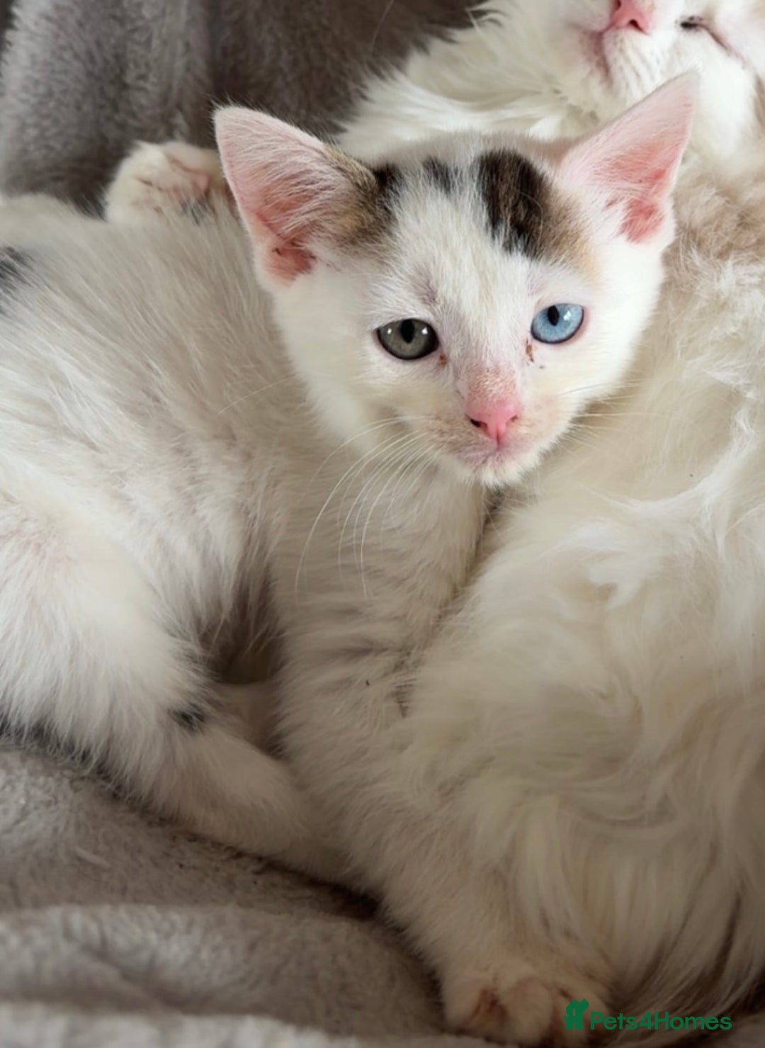 Mixed Breed cats for sale: 2 female kittens for sale  - Image 4