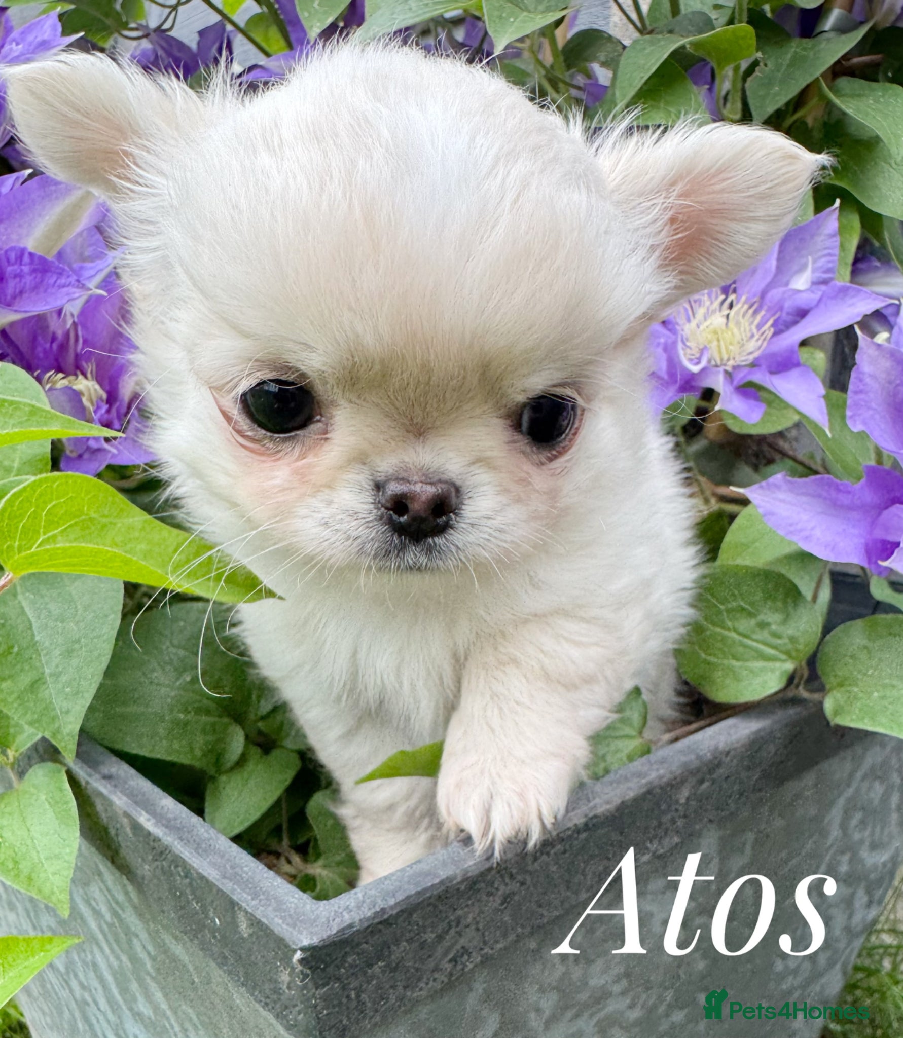 Chihuahua dogs KC quality chihuahua puppies LC Show line  - Advert 1