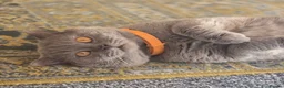 British Shorthair cats for sale: Stunning Lilac BSH GCCF Kittens -1 Available - Advert 11