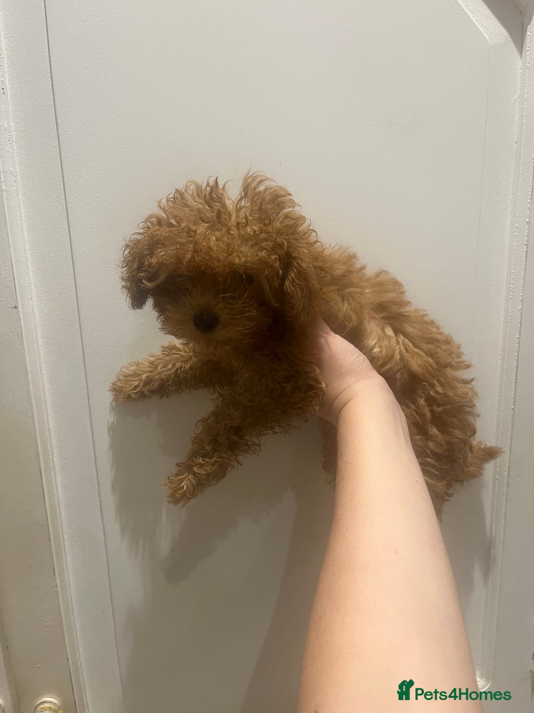 Toy Poodle dogs for sale: 🧸Beautiful red toy/asian poodle puppies 🧸  - Advert 9