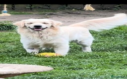 Golden Retriever dogs for sale: Stunning golden retriever babies - Image 11