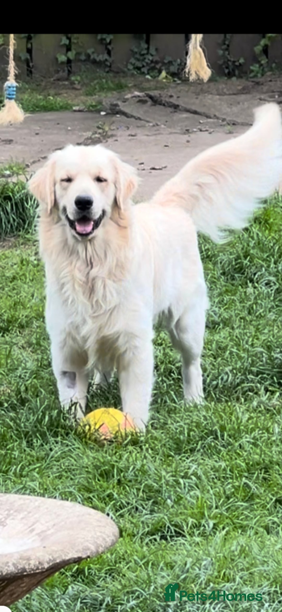 Golden Retriever dogs for sale: Stunning golden retriever babies - Image 11