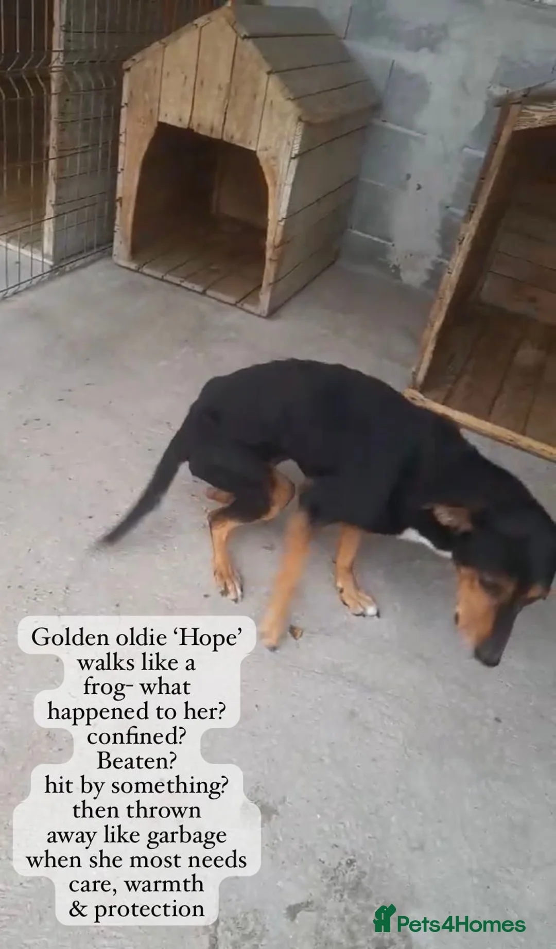 Mixed Breed dogs for adoption: Hope, 10 years approx. Available for adoption. - Advert 3