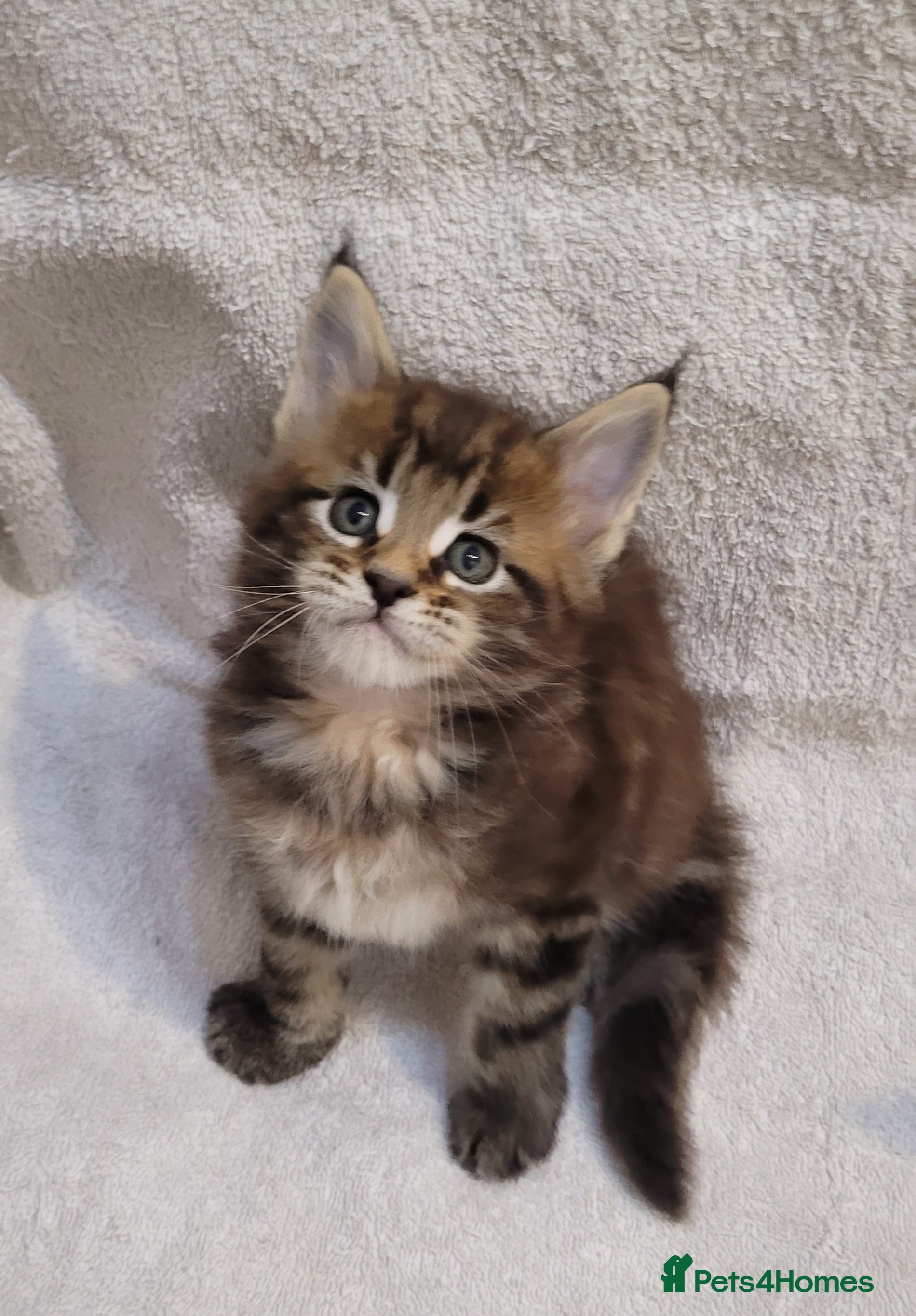 Maine Coon cats Tica registered Maine coon kittens  - Advert 9
