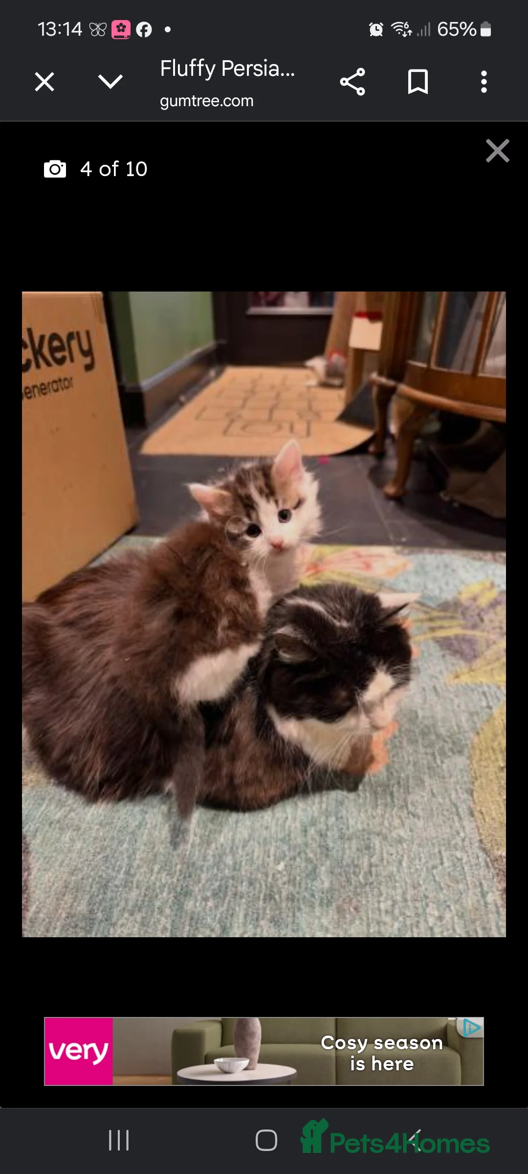 Persian cats for sale: Persian cross kitten  - Advert 2