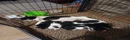 Jack Russell dogs for sale: Gorgeous Jack Russell puppies for sale - Advert 3