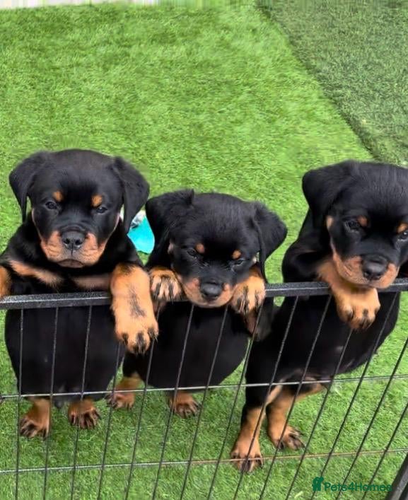 Rottweiler dogs Exceptional KC Registered Ch bloodline Rottie pups - Advert 3