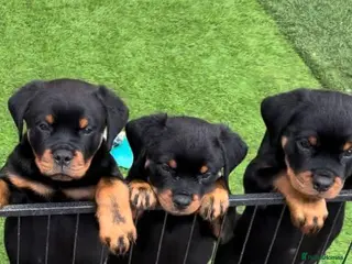 Rottweiler dogs Exceptional KC Registered Ch bloodline Rottie pups - Advert 3