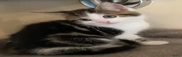 Mixed Breed cats for sale: Kittens for sale - Advert 4