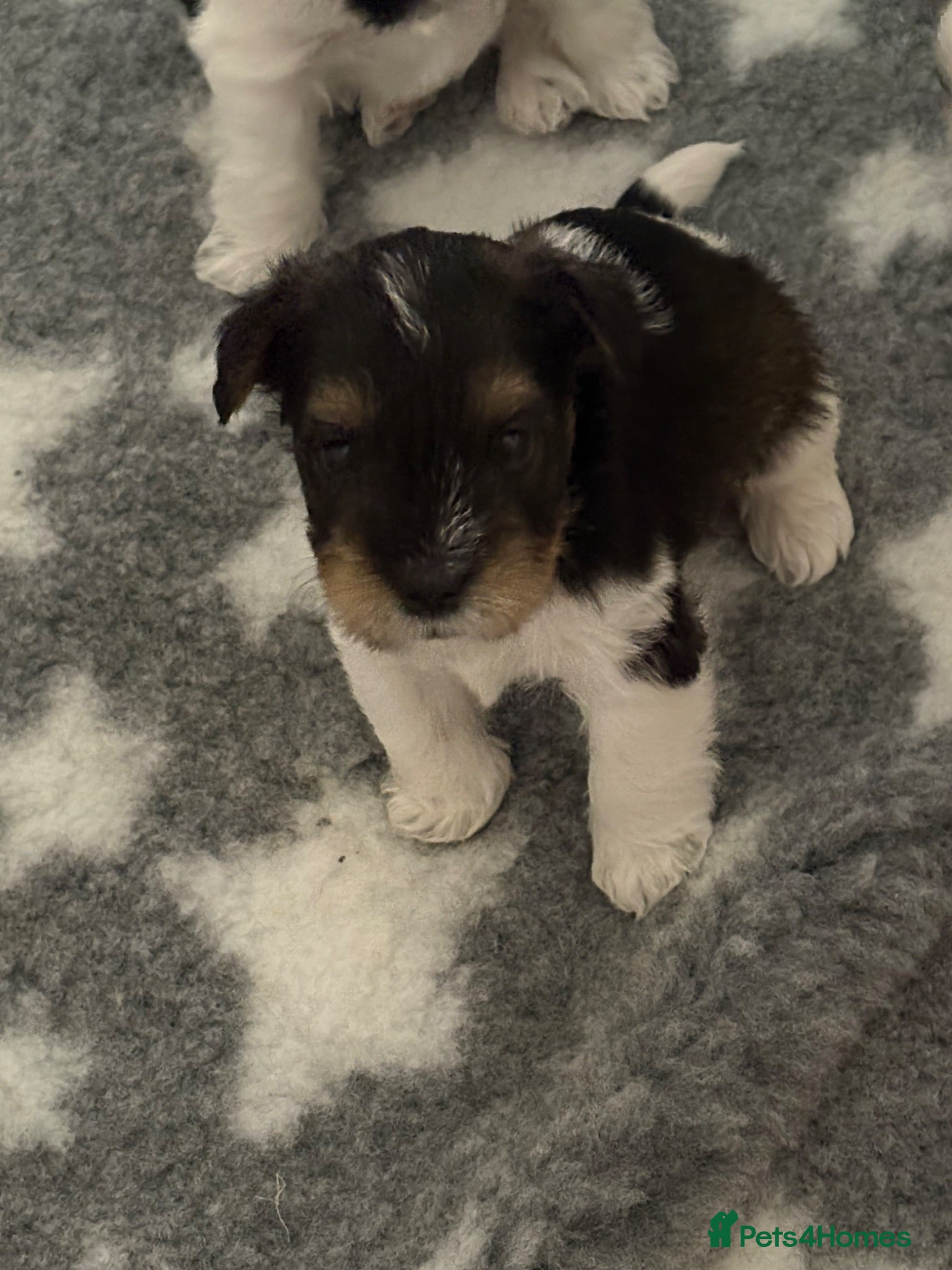 Miniature Schnauzer dogs Black Parti with Wheaten Mini Schnauzer KC BVA H/T - Advert 11