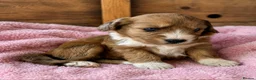 Bordoodle dogs for sale: Beautiful Merle Bordoodle puppies  - Advert 5