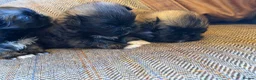 Pekingese dogs for sale: Kc Pekingnese sable Blk mask 3 little girls  - Advert 9