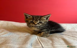 Domestic Shorthair cats for sale: 4 tabby kittens and 1 tuxedo kitten for sale! - Image 6