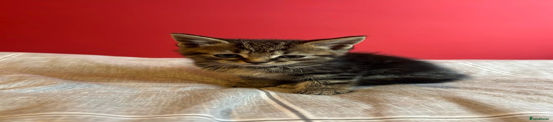 Domestic Shorthair Kitten 4