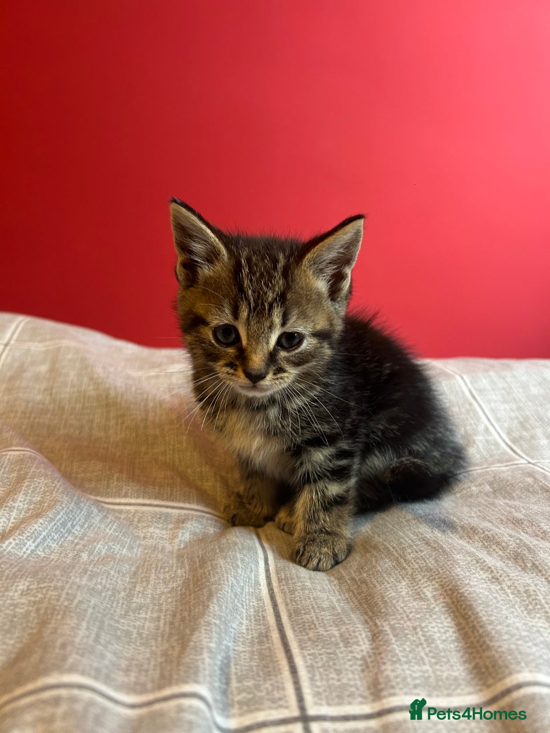 Domestic Shorthair cats for sale: 4 tabby kittens and 1 tuxedo kitten for sale! - Image 6