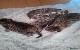 RagaMuffin cats for sale: Ragamuffin x ragdoll  - Image 4