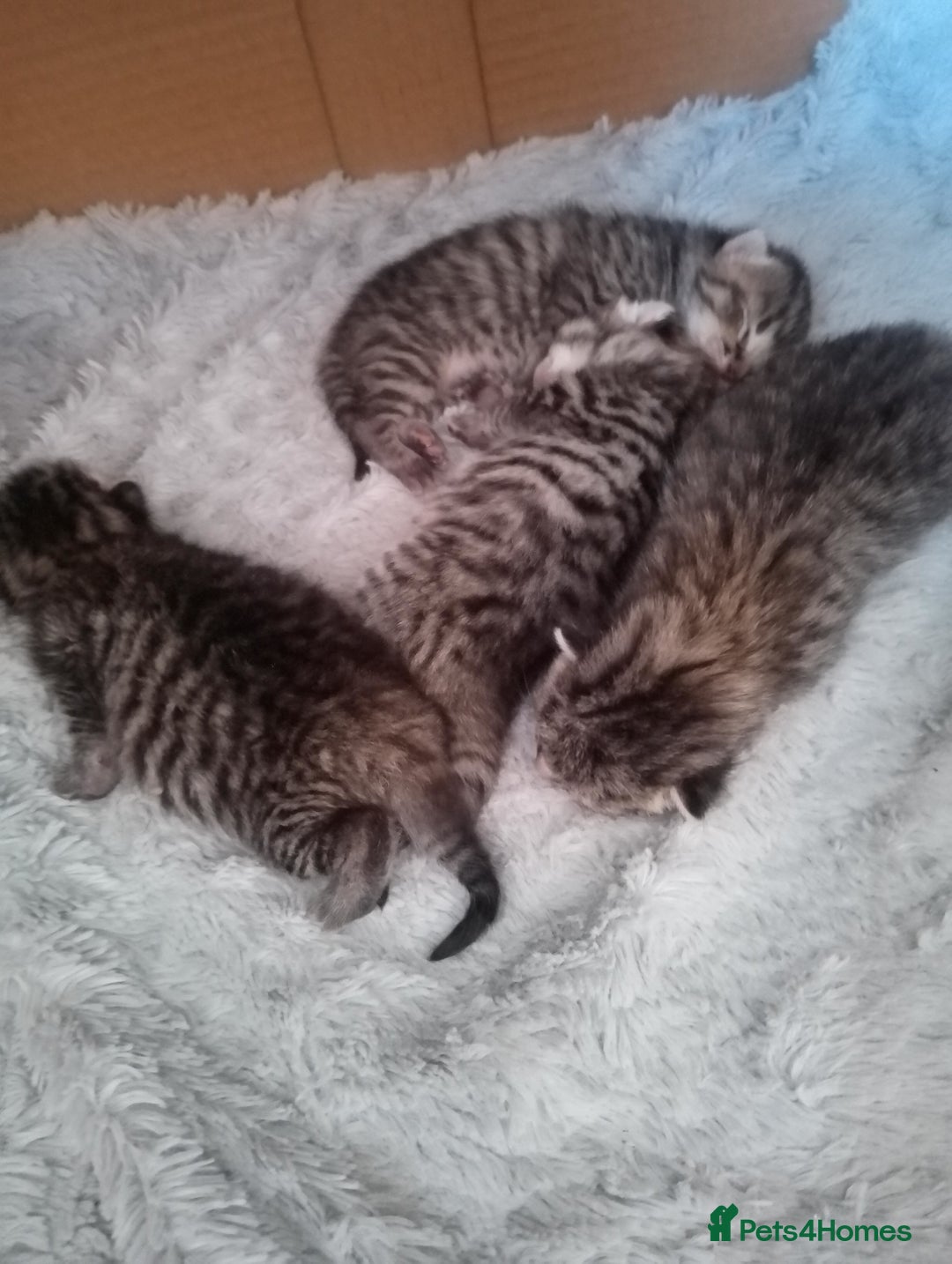 RagaMuffin cats for sale: Ragamuffin x ragdoll  - Image 4