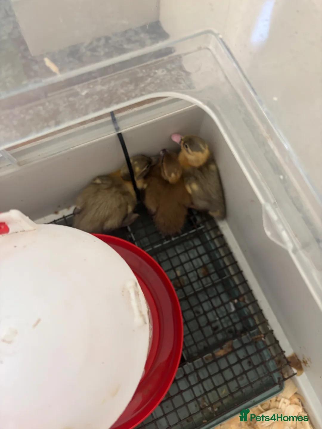 Ducks poultry for sale: Indian runner ducklings unsexed - Advert 4
