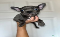 French Bulldog dogs for sale: KC Registered French Bulldog puppies ready to go - Image 26