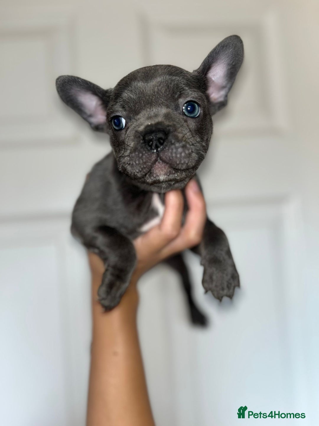 French Bulldog dogs for sale: KC Registered French Bulldog puppies ready to go - Image 26