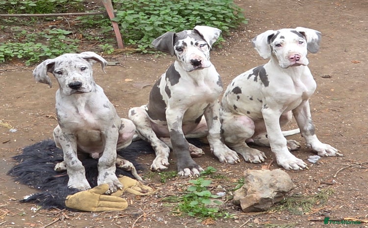 Great Dane dogs - Advert 3