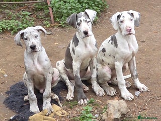 Great Dane dogs - Advert 1