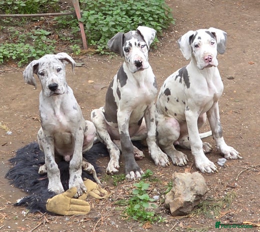 Great Dane dogs - Advert 2