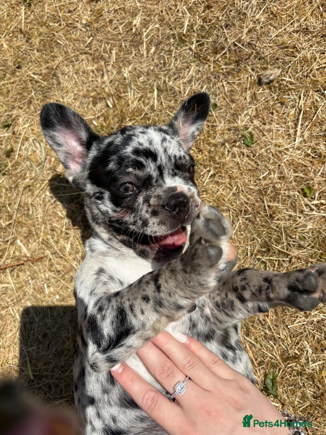 French Bulldog dogs for sale: Merle French Bulldog Puppy - Advert 1
