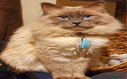 Ragdoll cats for stud: *STUD* GCCF & TICA REGISTERED ACTIVE BLUEPOINT BOY in Oldham - Image 1