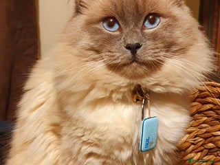 Ragdoll cats in Oldham - Advert 30