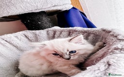 Ragdoll cats for sale: Gorgeous Ragdoll Lynx Girls!  - Image 9