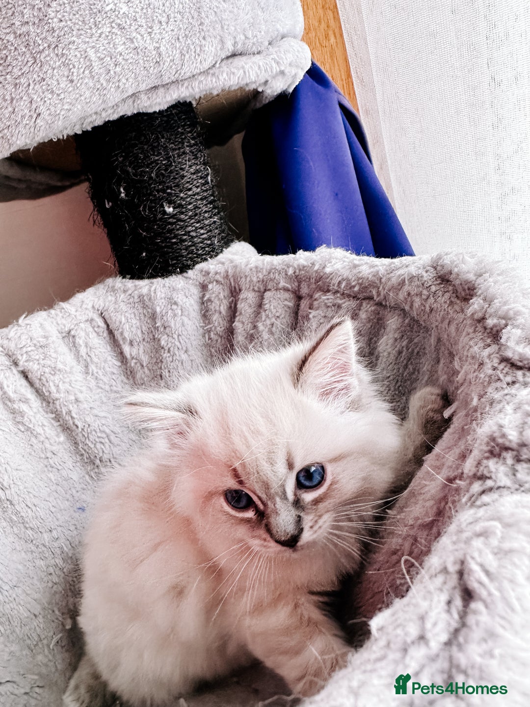 Ragdoll cats for sale: Gorgeous Ragdoll Lynx Girls!  - Image 9