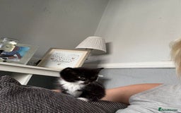 Domestic Shorthair cats for sale: Baby house cat kittens  - Image 7