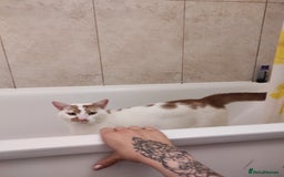 American Shorthair cats for sale: Boy cat in Slough - Image 2