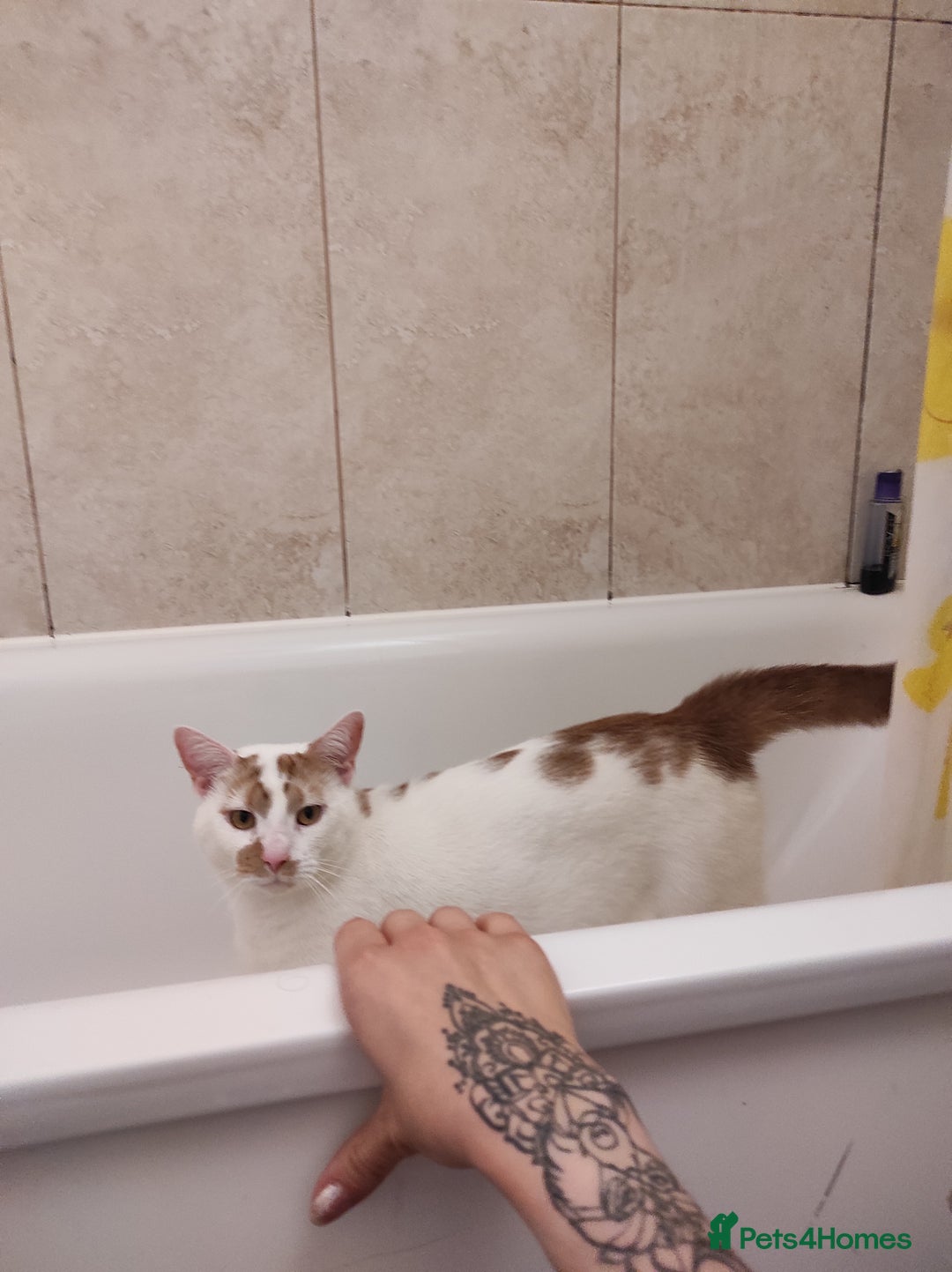 American Shorthair cats for sale: Boy cat in Slough - Image 2