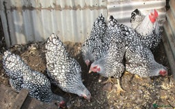 Chickens poultry for sale: Silver Laced Wyandotte Bantam Hens - Image 2