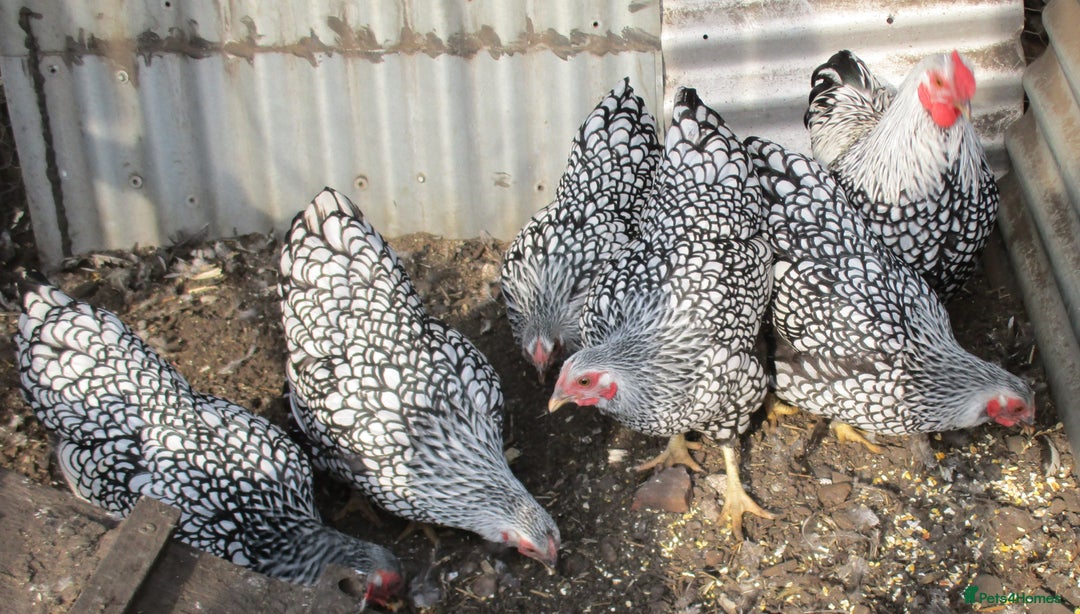 Chickens poultry for sale: Silver Laced Wyandotte Bantam Hens - Image 2