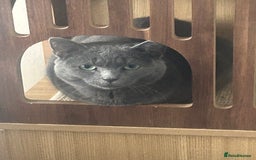 Mixed Breed cats for sale: Two beautiful kittens - Image 3
