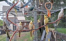 Budgerigars birds for sale: Take in / RESCUE any unwanted Birds/parrots - Image 8
