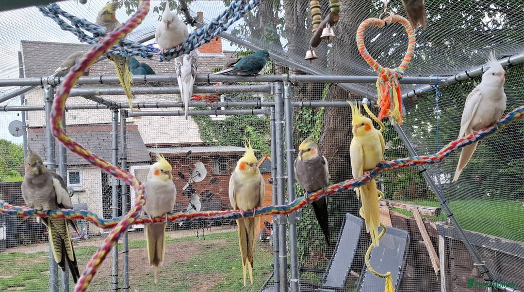 Budgerigars birds for sale: Take in / RESCUE any unwanted Birds/parrots - Image 8