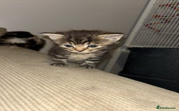 Turkish Angora cats for sale: Friendly, Cute & Cuddly Kittens – Ready 10/12  - Advert 4