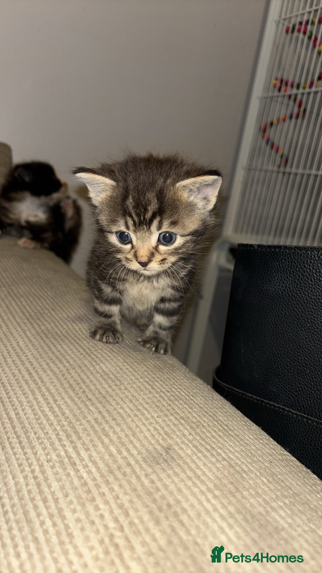 Turkish Angora cats for sale: Friendly, Cute & Cuddly Kittens – Ready 10/12  - Advert 4