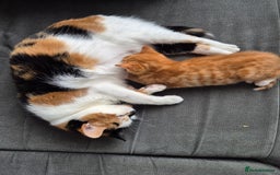 European cats for sale: Cute ginger kitten BOY for sale - Image 6