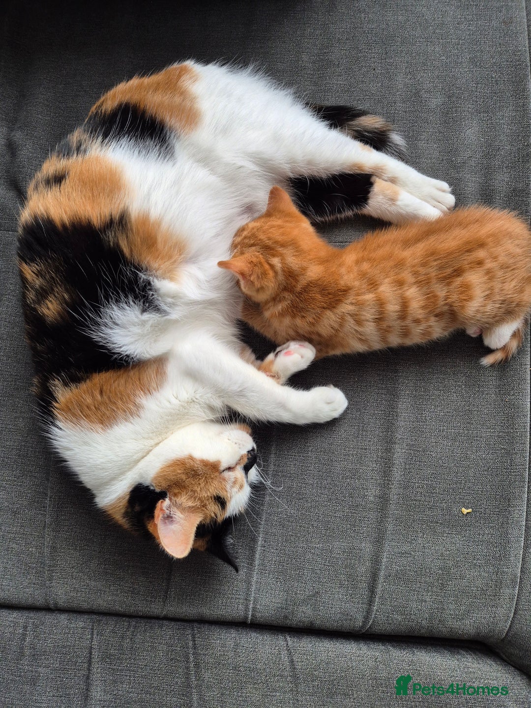 European cats for sale: Cute ginger kitten BOY for sale - Image 6