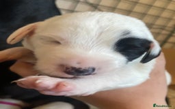 Mixed Breed dogs for sale: Pointerdor puppies  - Image 9