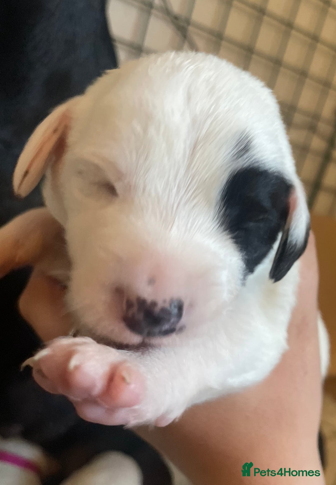 Mixed Breed dogs for sale: Pointerdor puppies  - Image 9
