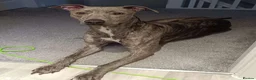 Lurcher dogs for sale: Baloo - Loving Home Wanted in Conwy - Advert 3
