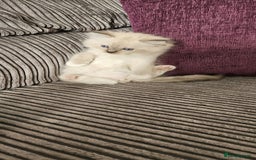 Ragdoll cats for sale: Stunning Ragdoll kittens looking for new homes - Image 14